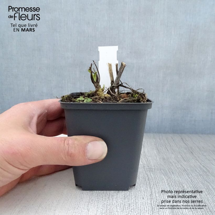 Spécimen de Echinacea purpurea Razzmatazz - Echinacée Godet de 9cm tel que livré au printemps
