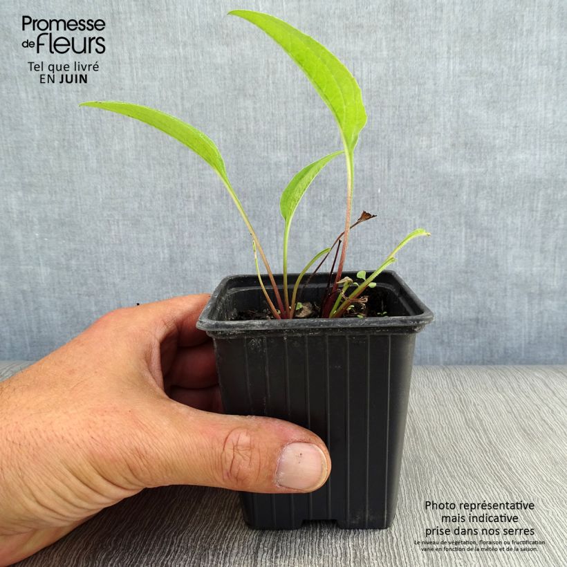 Spécimen de Echinacea purpurea - Echinacée pourpre Godet de 7/8 cm tel que livré en été