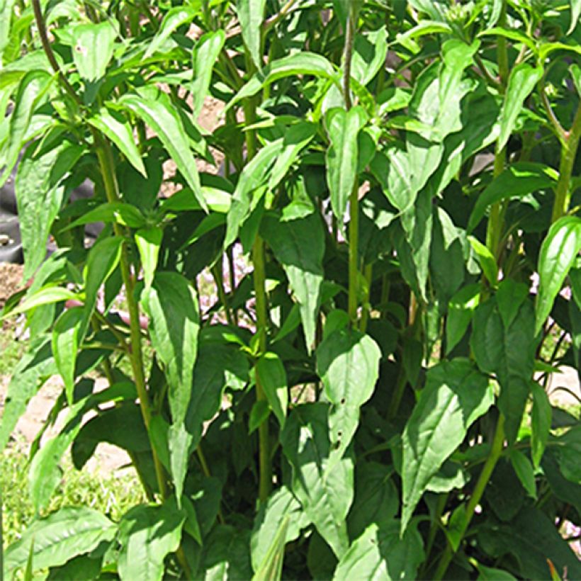 Echinacea purpurea Solar Flare - Echinacée (Feuillage)