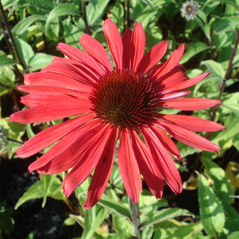 Echinacea purpurea Solar Flare - Echinacée (Floraison)