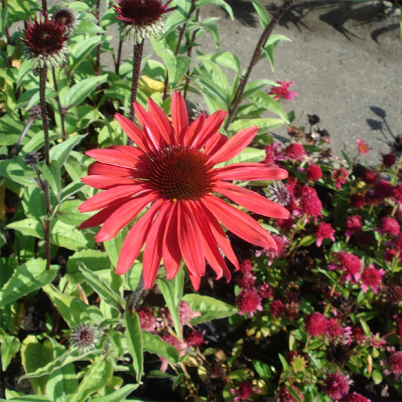 Echinacea purpurea Solar Flare - Echinacée (Port)