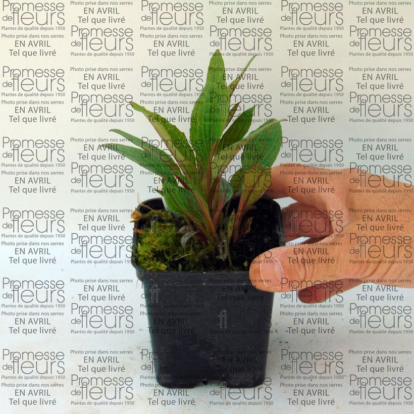 Exemple de spécimen de Echinacea purpurea Solar Flare - Echinacée Godet de 9cm tel que livré