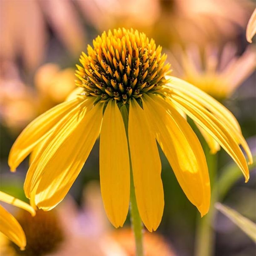 Echinacea purpurea Summer Breeze - Echinacée (Floraison)