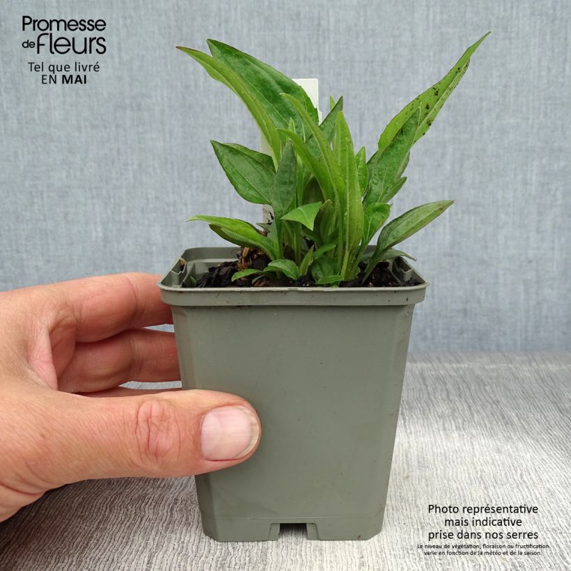 Spécimen de Echinacea purpurea Summer Cocktail Godet de 9cm tel que livré au printemps