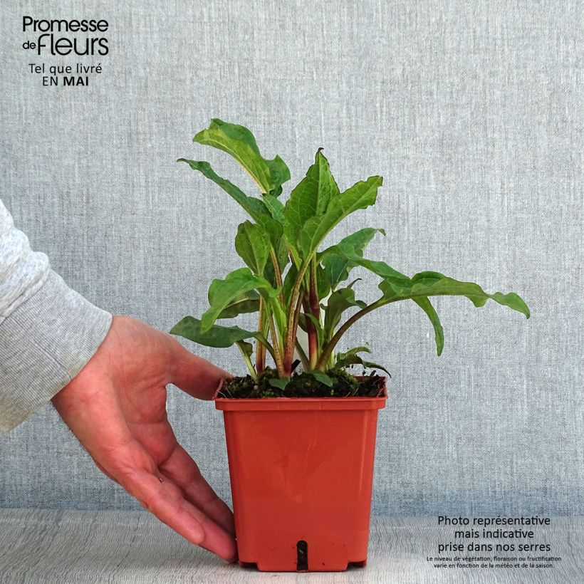 Spécimen de Echinacea purpurea Summer Cocktail Pot de 1L/1.5L tel que livré au printemps