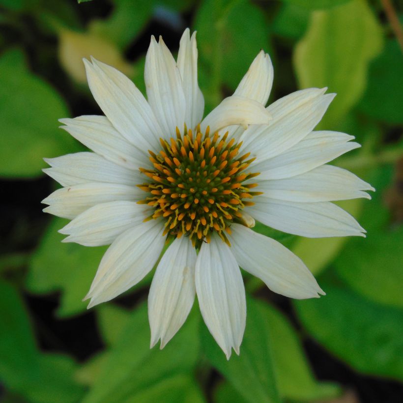 Echinacea purpurea Sunrise - Rudbeckia pourpre (Floraison)