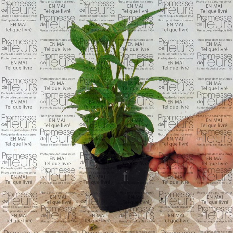 Exemple de spécimen de Echinacea purpurea The King - Echinacée Godet de 9cm tel que livré