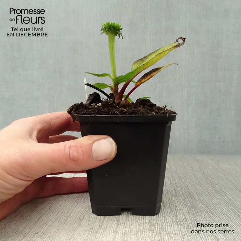 Spécimen de Echinacea purpurea Vintage Wine - Echinacée Godet de 8/9 cm tel que livré en hiver