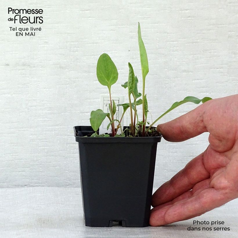 Spécimen de Echinacea purpurea Vintage Wine - Echinacée Godet de 9cm tel que livré au printemps
