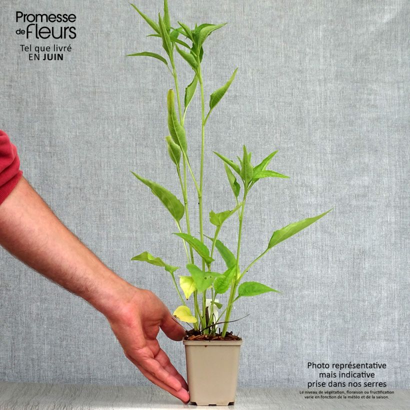 Spécimen de Echinacea purpurea Virgin - Echinacée Godet de 8/9 cm tel que livré en été