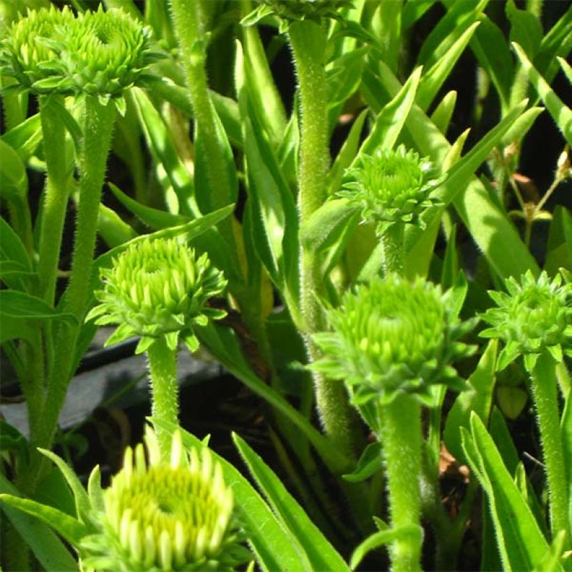 Echinacea purpurea White Meditation (Feuillage)