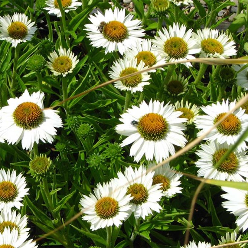 Echinacea purpurea White Meditation (Floraison)