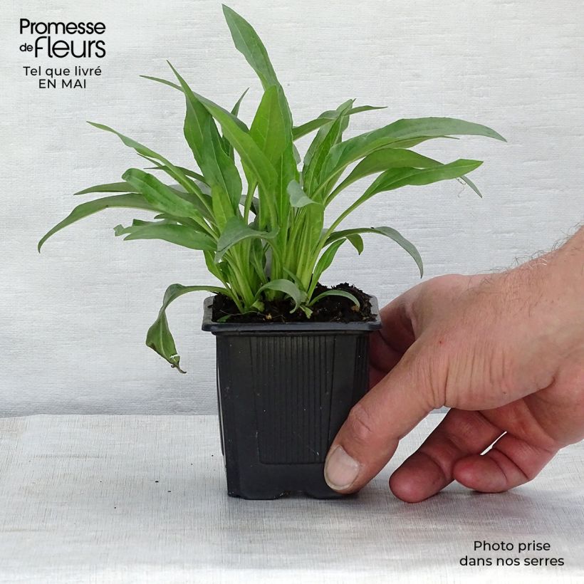 Spécimen de Echinacea purpurea White Meditation Godet de 9cm tel que livré au printemps