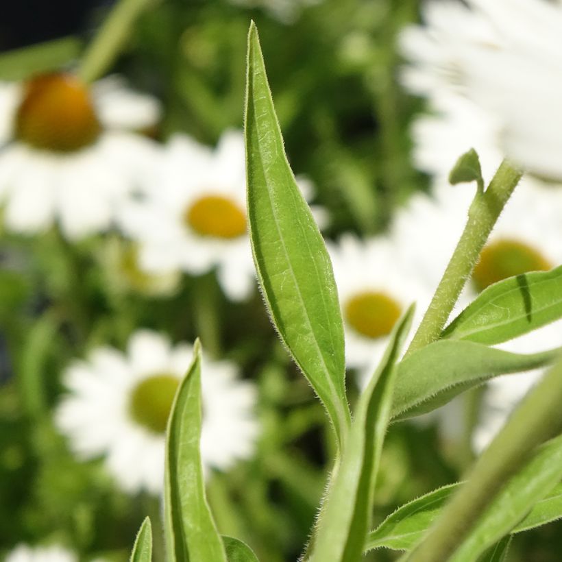 Echinacea purpurea White Meditation (Feuillage)