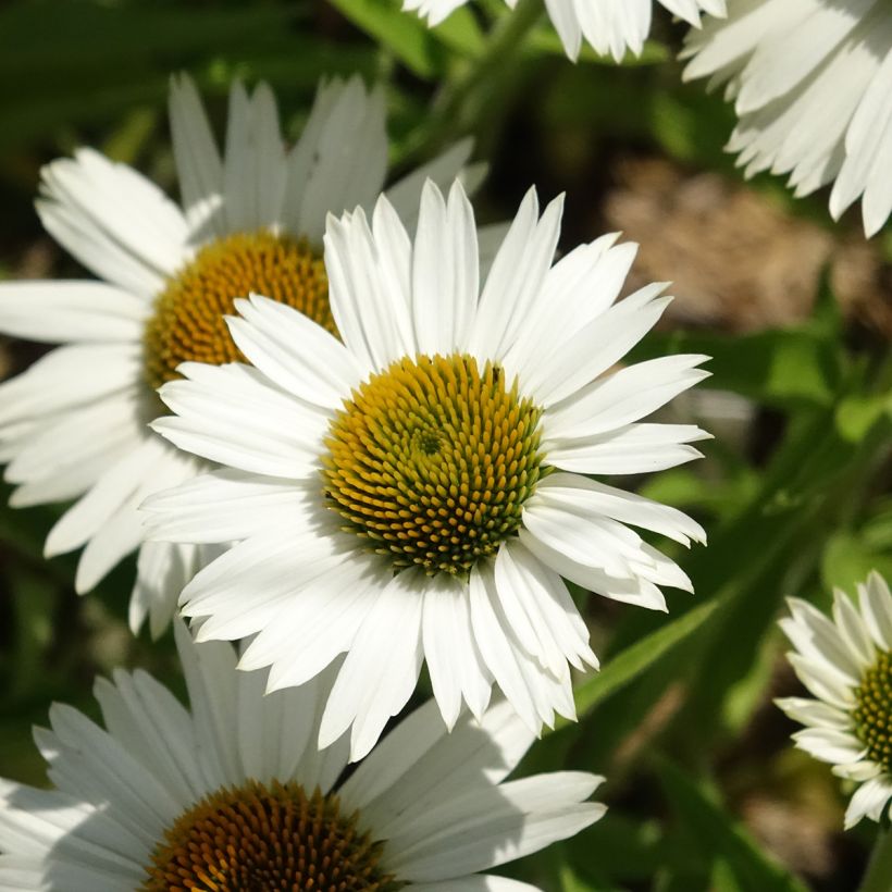Echinacea purpurea White Meditation (Floraison)