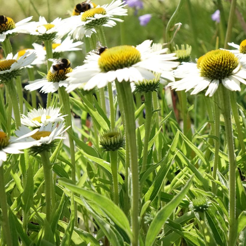 Echinacea purpurea White Meditation (Port)