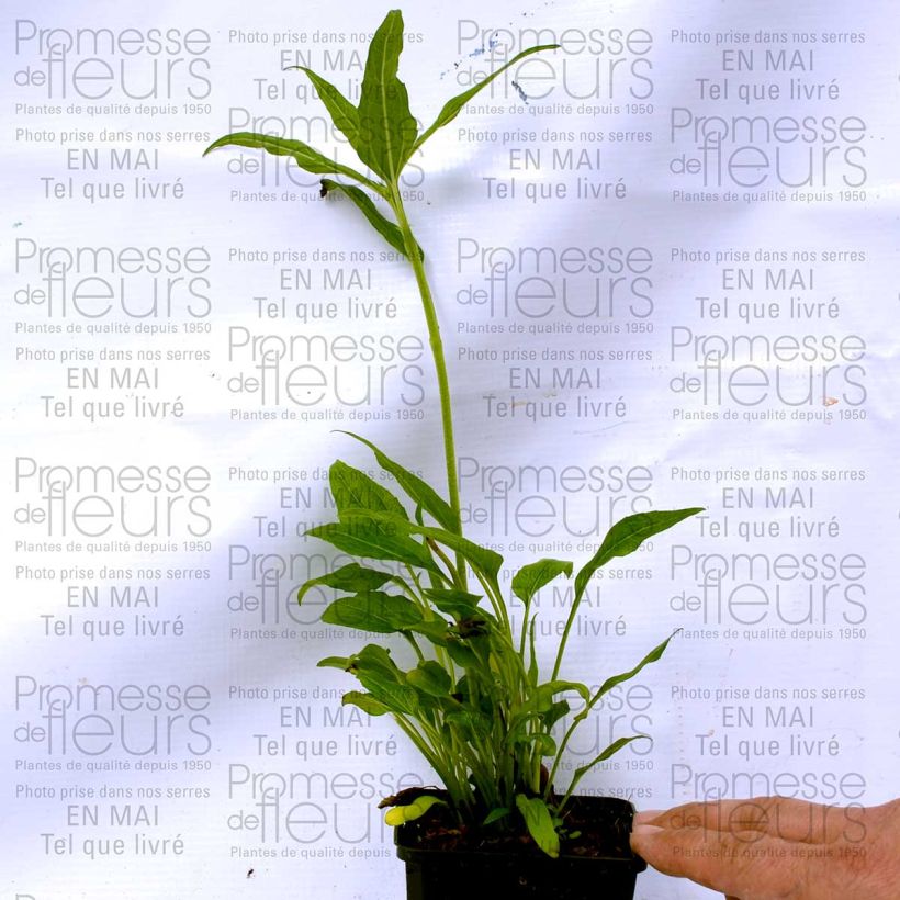 Exemple de spécimen de Echinacea Coconut Lime - Echinacée Godet de 9cm tel que livré