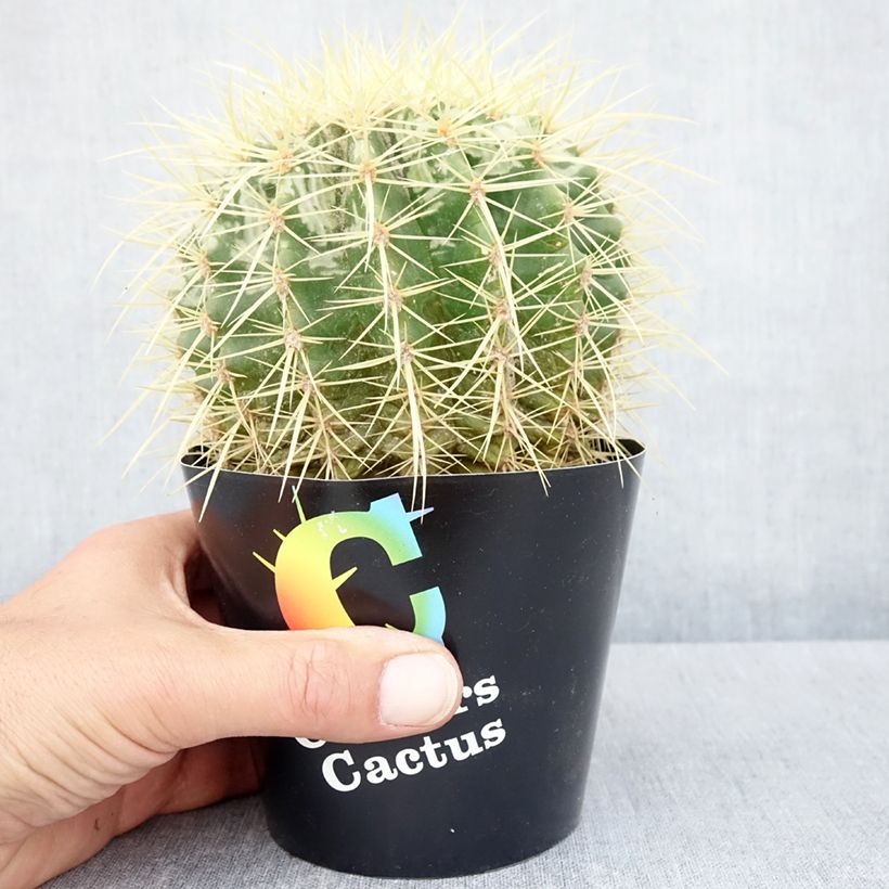 Spécimen de Echinocactus grusonii - Coussin de Belle-mère - Pot de 12 cm / 13 cm tel que livré au printemps