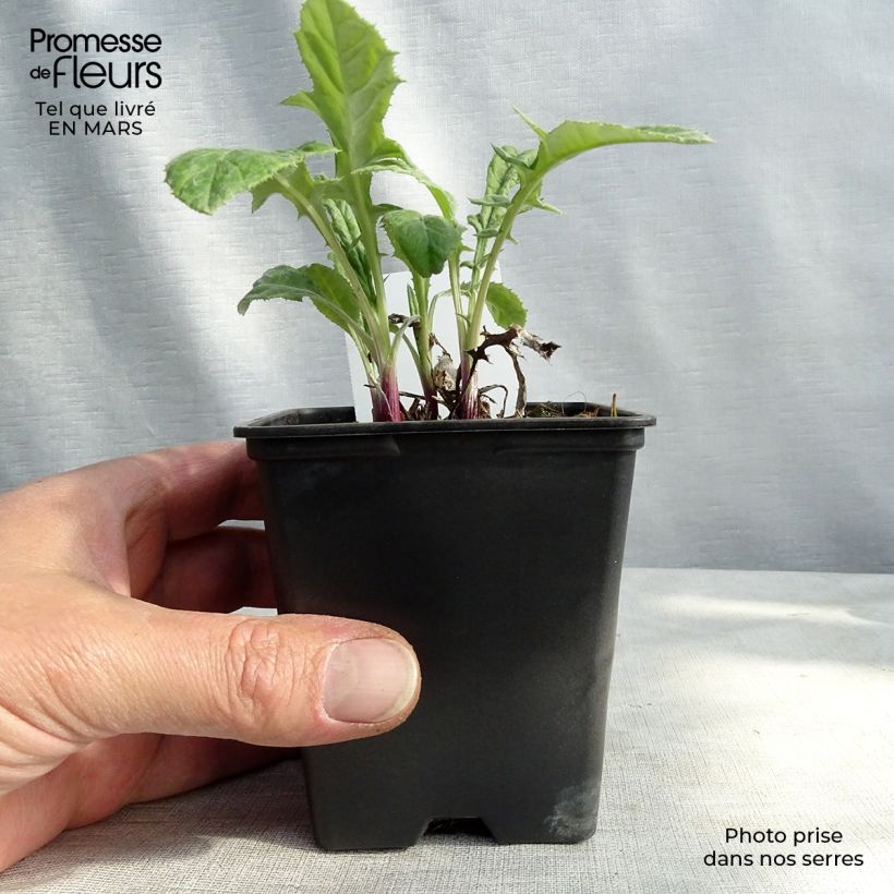 Spécimen de Echinops bannaticus Blue Globe - Boule azurée Godet de 8 cm tel que livré au printemps