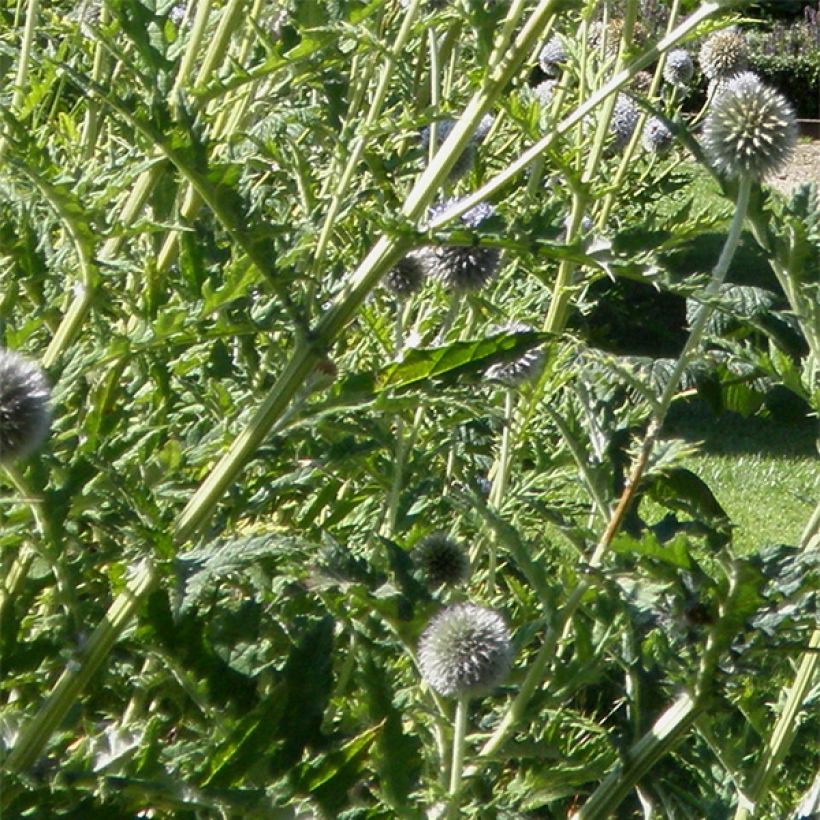 Chardon boule - Echinops bannaticus Star Frost  (Feuillage)