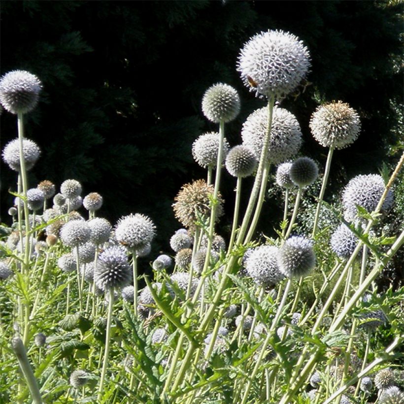 Chardon boule - Echinops bannaticus Star Frost  (Floraison)