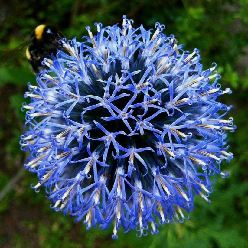 Echinops bannaticus Taplow Blue - Chardon boule (Floraison)