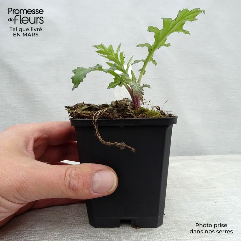 Spécimen de Echinops bannaticus Taplow Blue - Chardon boule Godet de 9cm tel que livré au printemps