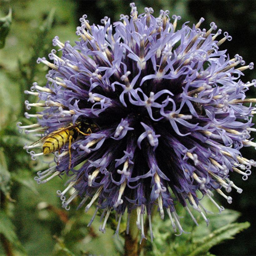 Echinops bannaticus Blue Globe - Boule azurée (Floraison)