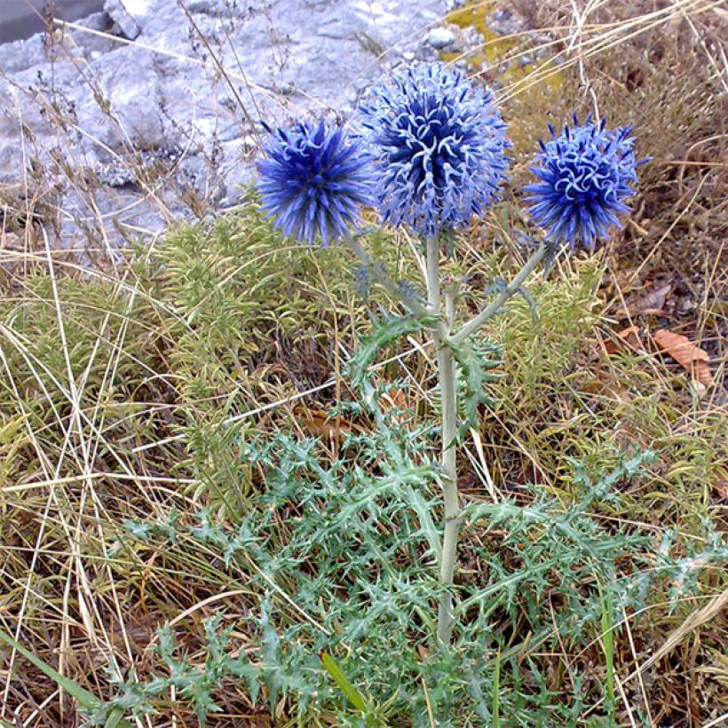 Echinops bannaticus Blue Globe - Boule azurée (Port)