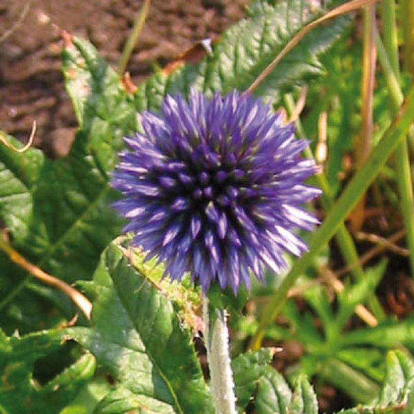 Chardon boule - Echinops ritro (Floraison)