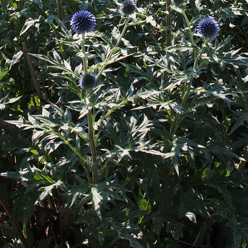 Echinops ritro Veitch’s Blue - Chardon boule (Feuillage)