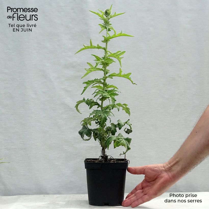 Spécimen de Echinops ritro Veitch’s Blue - Chardon boule en pot de 2/3L tel que livré en été