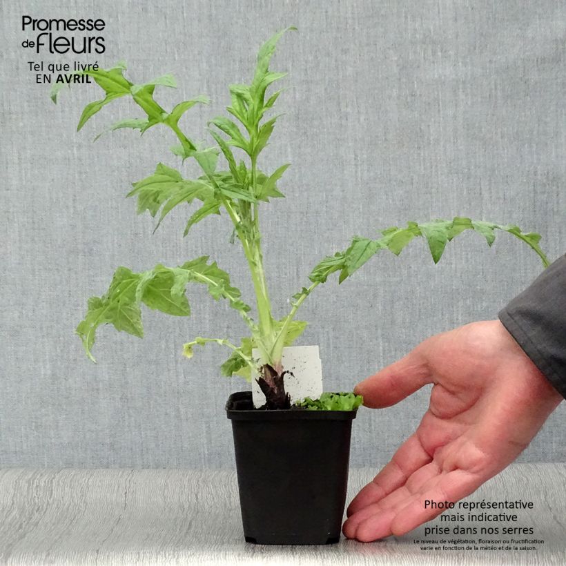 Spécimen de Echinops ritro Veitch’s Blue - Chardon boule en godet de 8 cm tel que livré au printemps