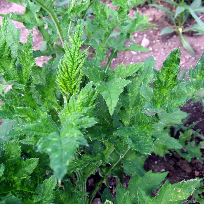 Echinops sphaerocephalus, Boule azurée (Feuillage)