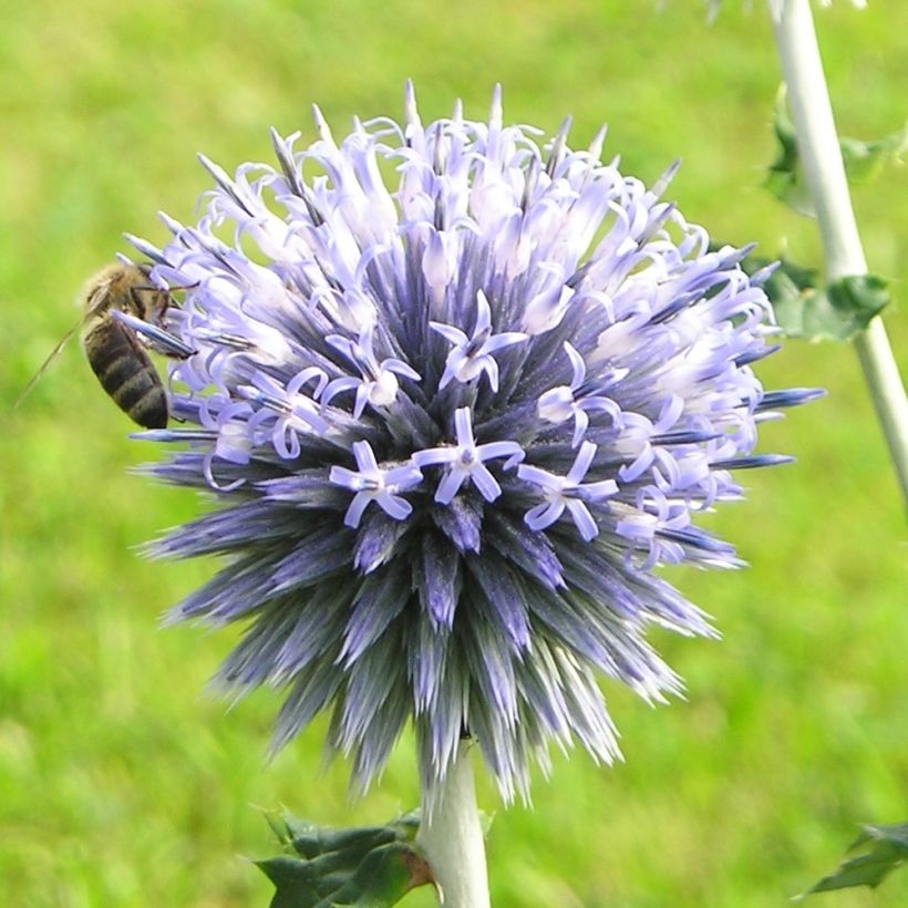 Echinops sphaerocephalus, Boule azurée (Floraison)