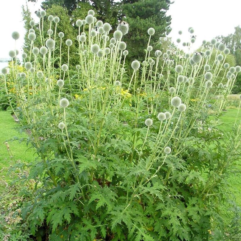 Echinops sphaerocephalus, Boule azurée (Port)