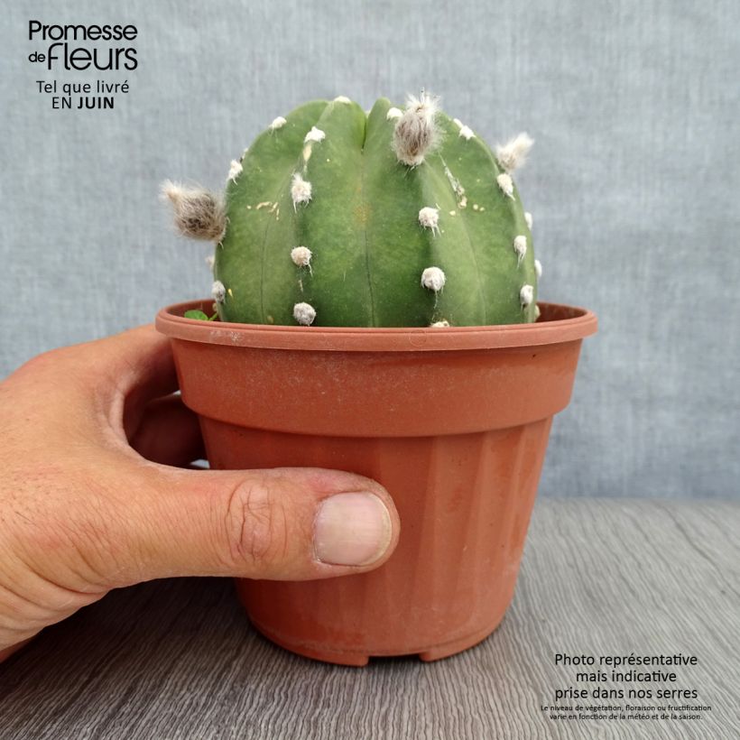 Spécimen de Echinopsis subdenudata Pot de 12 cm / 13 cm tel que livré en été