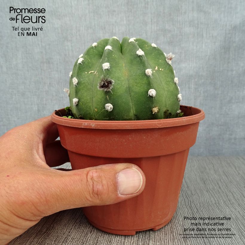 Spécimen de Echinopsis subdenudata tel que livré au printemps