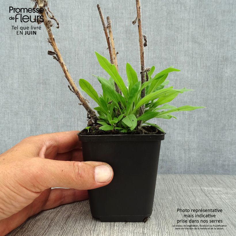 Spécimen de Echium amoenum Red Feathers - Vipérine rouge Godet de 8/9 cm tel que livré en été