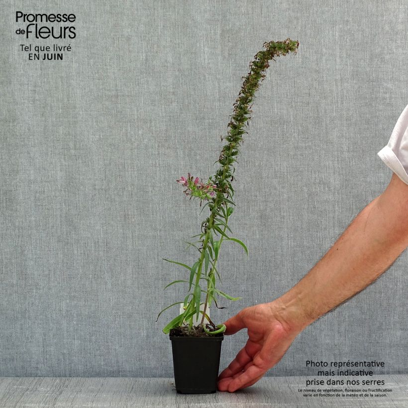 Spécimen de Echium amoenum Red Feathers - Vipérine rouge  tel que livré au printemps