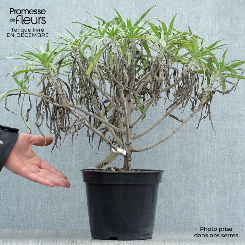 Spécimen de Echium fastuosum (candicans) - Vipérine de Madère tel que livré en hiver