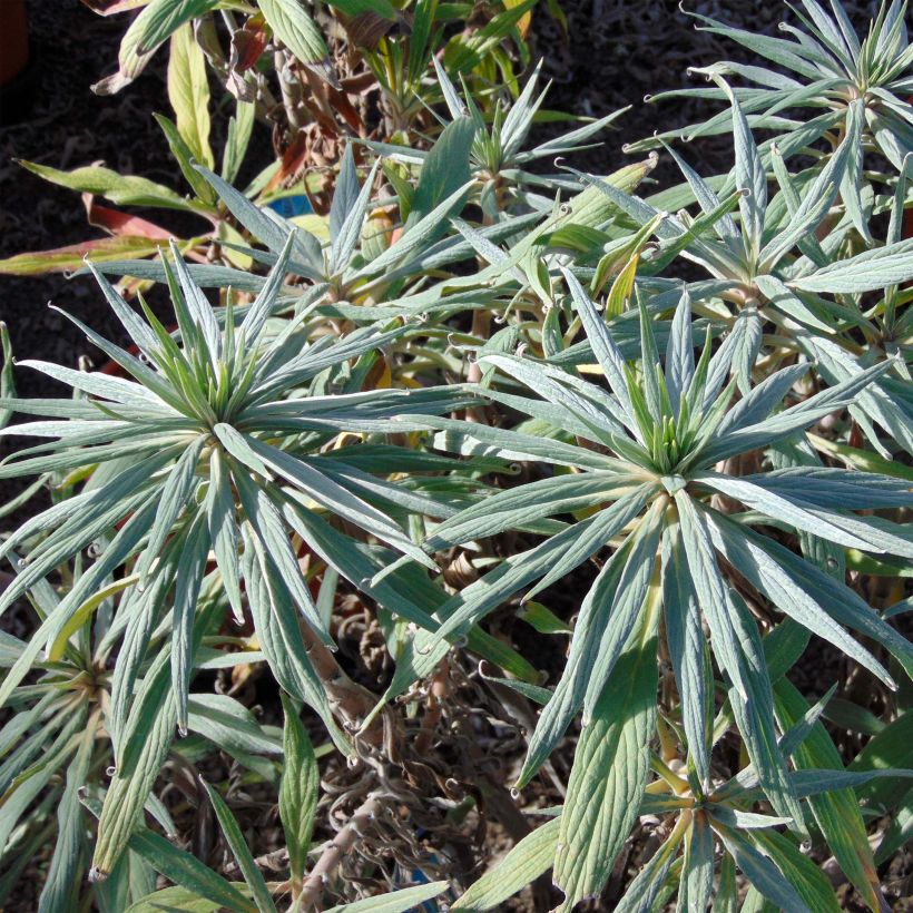 Echium fastuosum (candicans) - Vipérine de Madère (Feuillage)