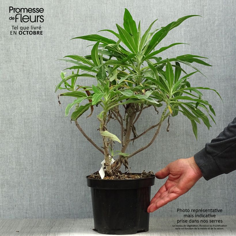 Spécimen de Echium fastuosum (candicans) - Vipérine de Madère tel que livré en automne