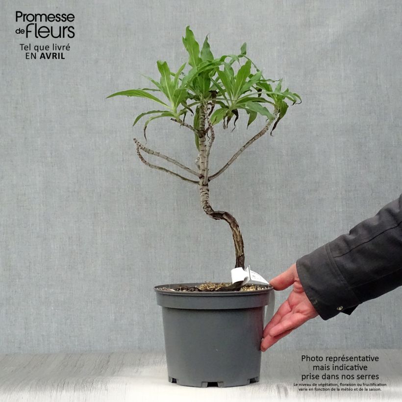 Spécimen de Echium fastuosum (candicans) - Vipérine de Madère en pot de 3/4L tel que livré au printemps