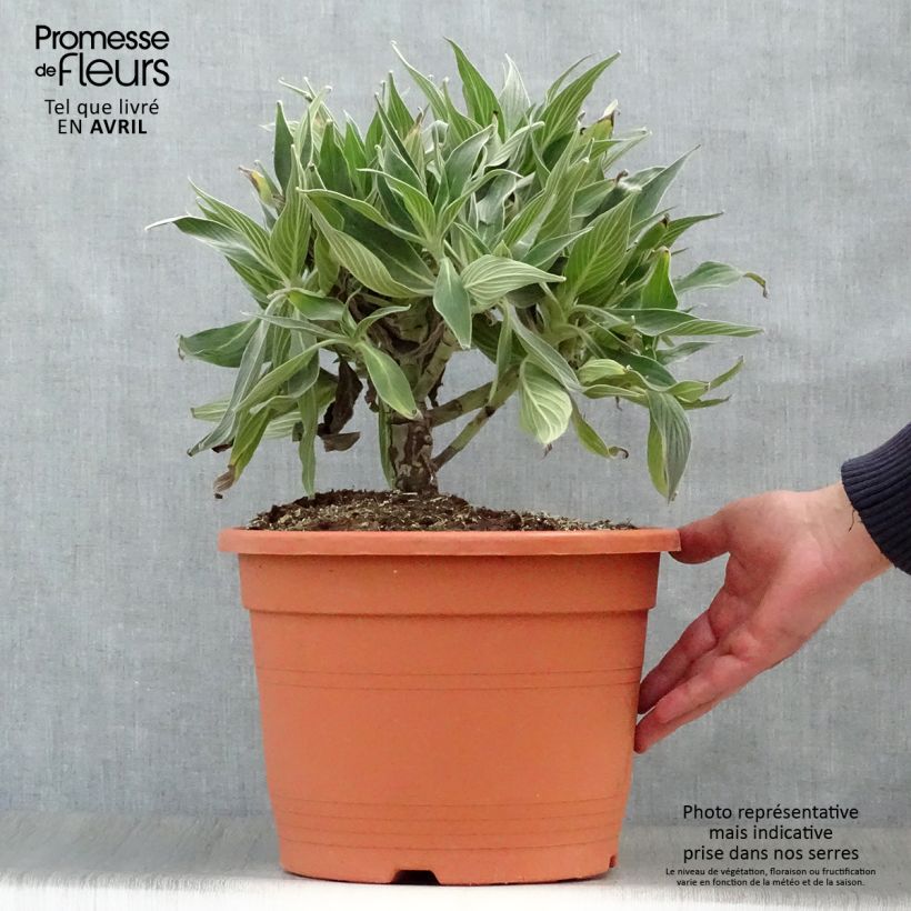 Spécimen de Echium fastuosum (candicans) - Vipérine de Madère en pot de 7,5/10L tel que livré au printemps
