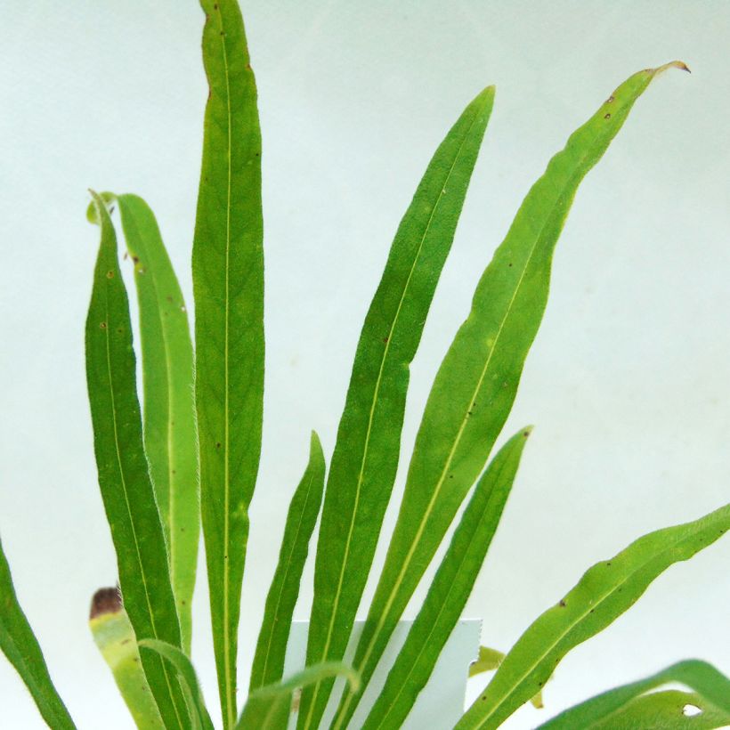 Echium russicum -  Vipérine de Russie (Feuillage)