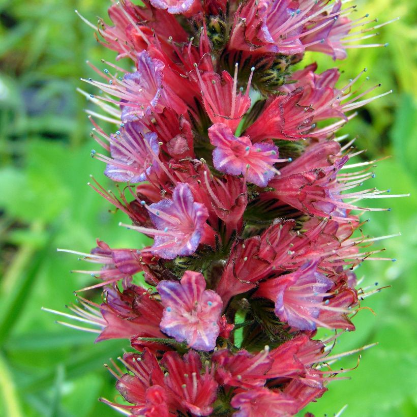 Echium russicum -  Vipérine de Russie (Floraison)