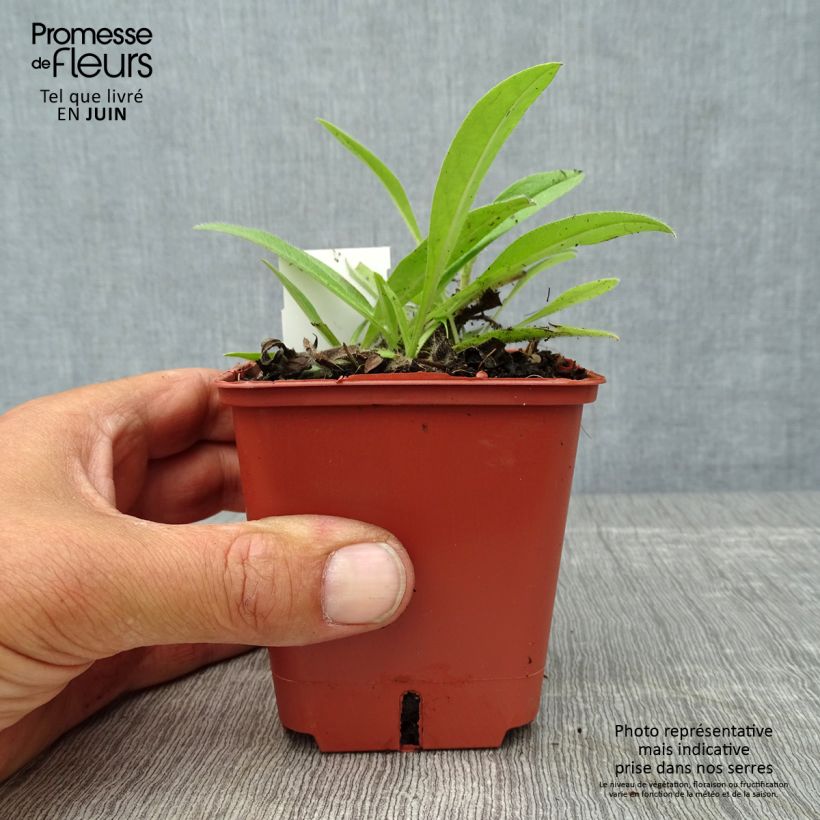 Spécimen de Echium russicum -  Vipérine de Russie Godet de 8/9 cm tel que livré en été