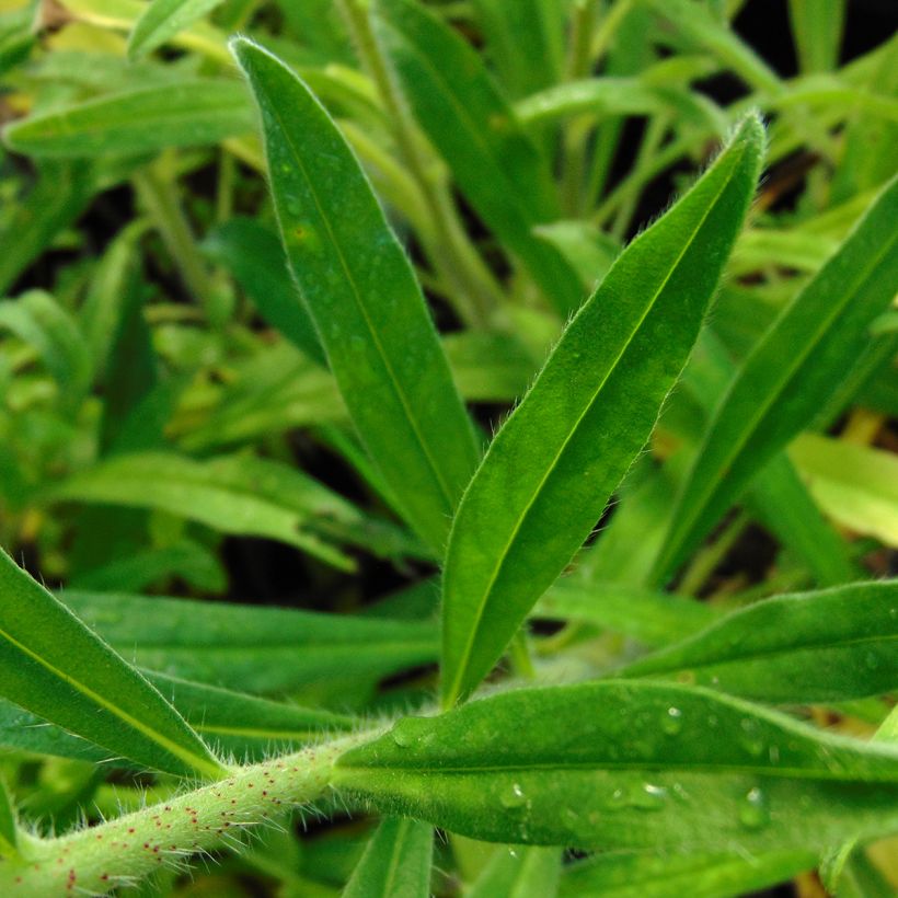 Echium vulgare (Feuillage)