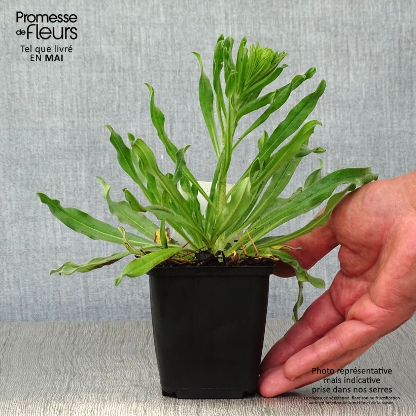 Spécimen de Echium vulgare Godet de 9cm tel que livré au printemps